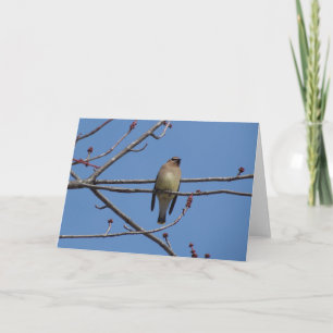 Cedar Waxwing Card
