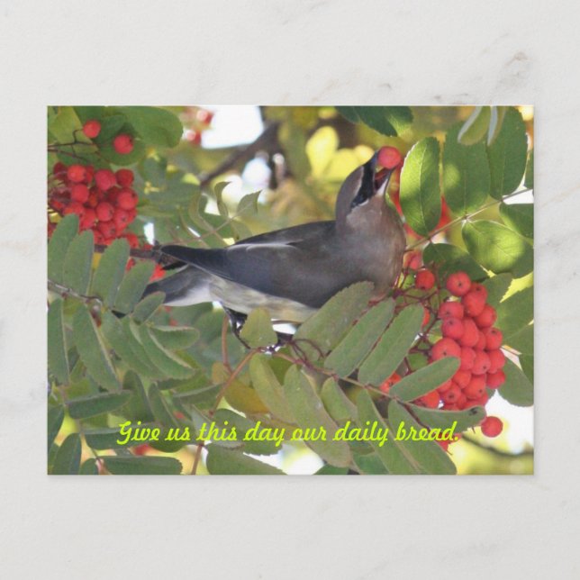 Cedar Waxwing - Daily Bread - Postcard (Front)