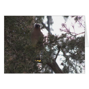 Cedar Waxwing Delight