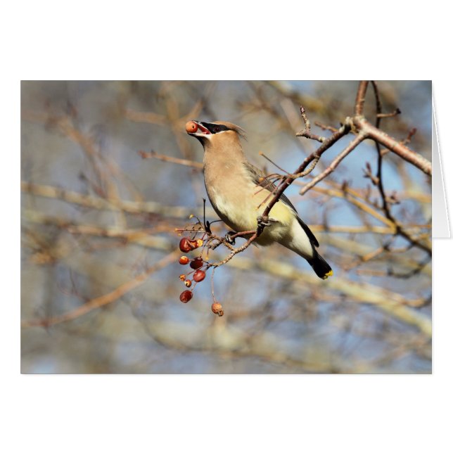 Cedar Waxwing Eating Berries (Front Horizontal)