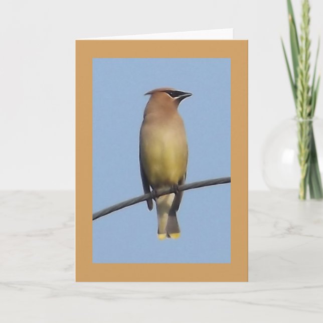 Cedar Waxwing Greeting Card (Front)