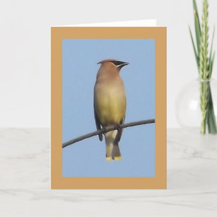 Cedar Waxwing Greeting Card
