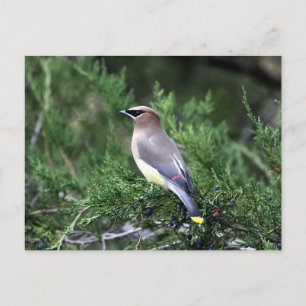 Cedar Waxwing In Tree With Berries Postcard