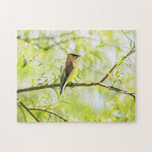 Cedar Waxwing Jigsaw Puzzle