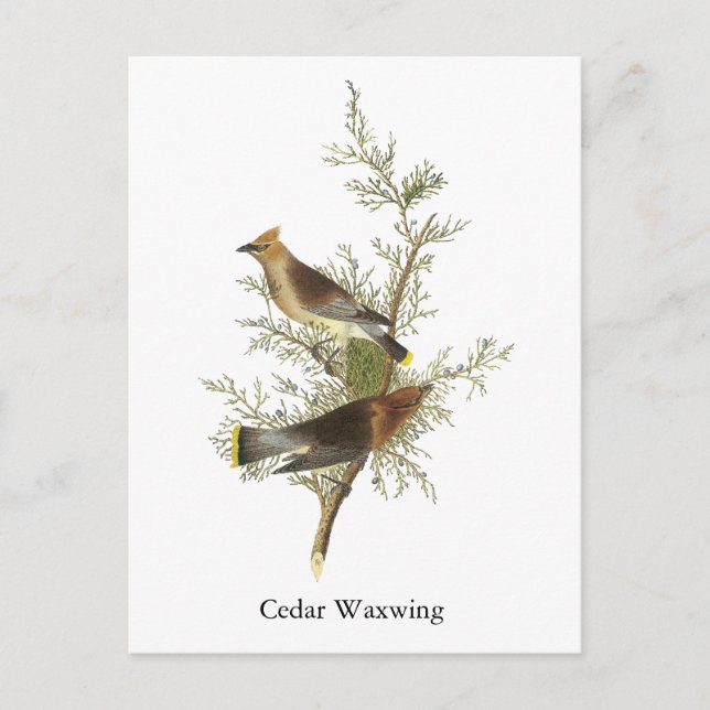 Cedar Waxwing, John Audubon Postcard (Front)