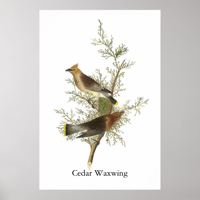 Cedar Waxwing, John Audubon Poster (Front)
