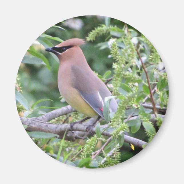Cedar Waxwing Magnet (Front)