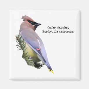 Cedar Waxwing Magnet