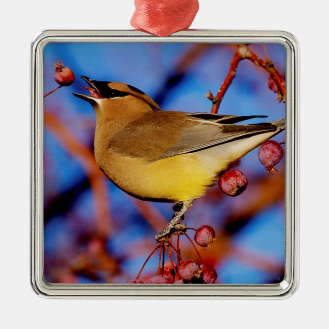 Cedar Waxwing Metal Ornament (Front)
