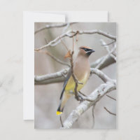 Cedar Waxwing Note Card