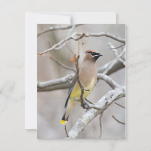 Cedar Waxwing Note Card