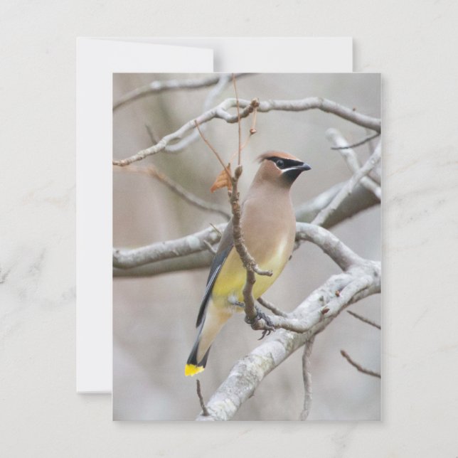 Cedar Waxwing Note Card (Front)