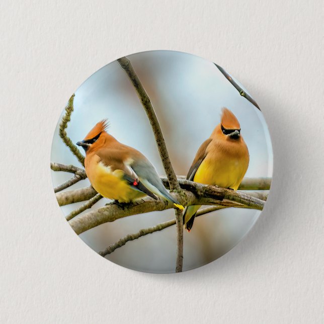 Cedar Waxwing - Original Photograph 2 Inch Round Button (Front)