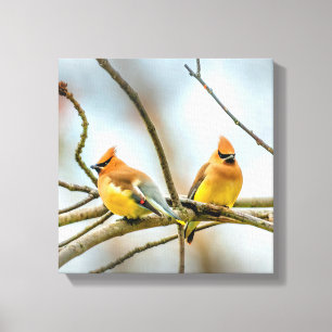 Cedar Waxwing - Original Photograph Canvas Print
