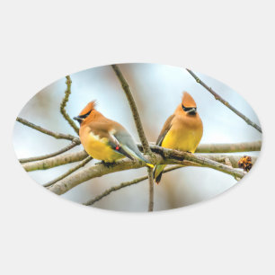 Cedar Waxwing - Original Photograph Oval Sticker