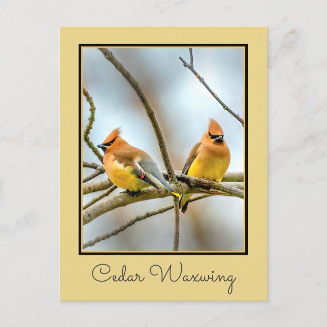 Cedar Waxwing - Original Photograph Postcard (Front)