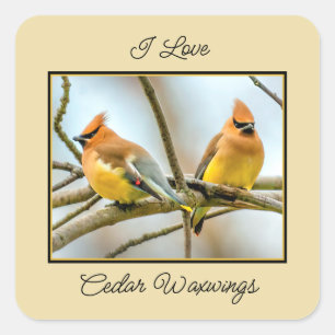 Cedar Waxwing - Original Photograph Square Sticker