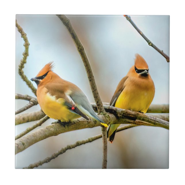 Cedar Waxwing - Original Photograph Tile (Front)