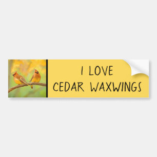 Cedar Waxwing Painting - Cute Original Dog Art Bumper Sticker