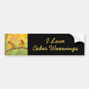 Cedar Waxwing Painting - Cute Original Dog Art Bumper Sticker