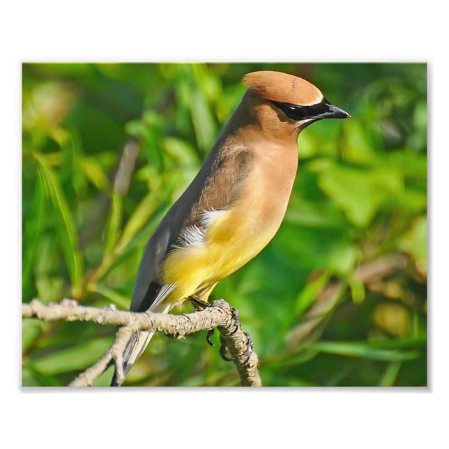 Cedar Waxwing Photo Print (Front)