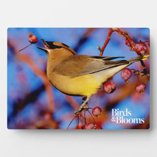 Cedar Waxwing Plaque