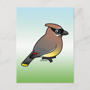 Cedar Waxwing Postcard