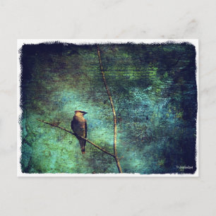 Cedar Waxwing Postcard
