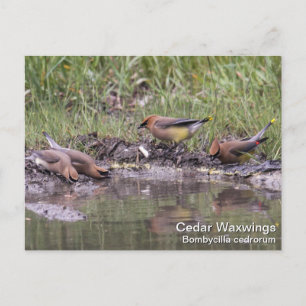 Cedar Waxwing Postcard