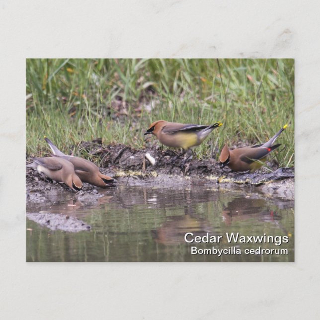 Cedar Waxwing Postcard (Front)