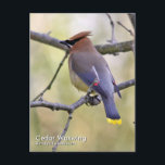 Cedar Waxwing Postcard<br><div class="desc">A cedar waxwing photographed while out hiking in Dutchess County,  New York.</div>