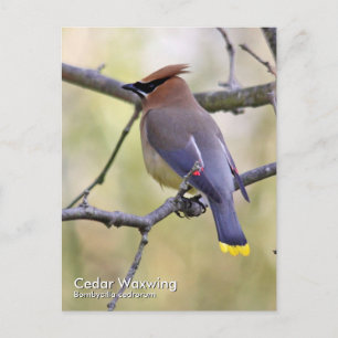Cedar Waxwing Postcard