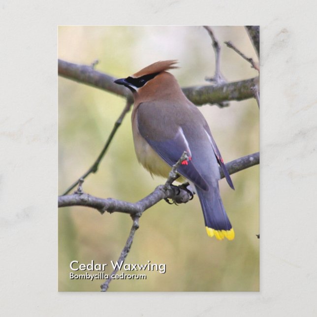 Cedar Waxwing Postcard (Front)