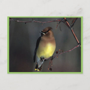 Cedar waxwing postcard