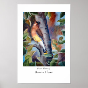 Cedar Waxwing Poster