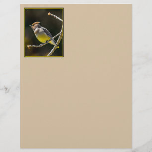 Cedar Waxwing Songbird Original Wild Bird Photo