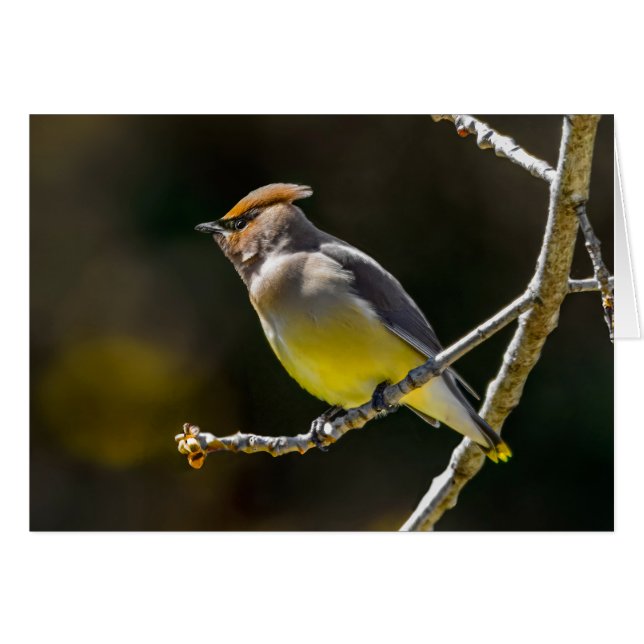 Cedar Waxwing Songbird Original Wild Bird Photo (Front Horizontal)