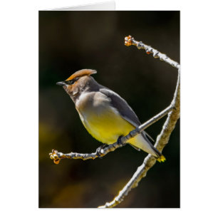 Cedar Waxwing Songbird Original Wild Bird Photo