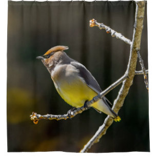 Cedar Waxwing Songbird Original Wild Bird Photo