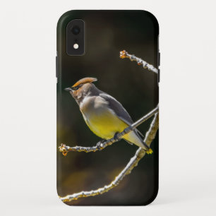 Cedar Waxwing Songbird Original Wild Bird Photo iPhone XR Case