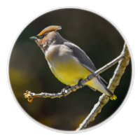 Cedar Waxwing Songbird Original Wild Bird Photo