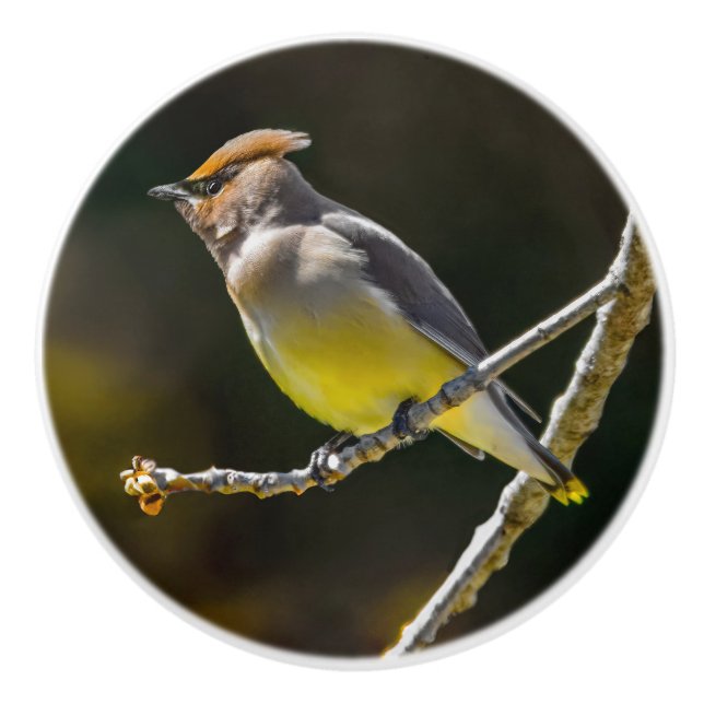 Cedar Waxwing Songbird Original Wild Bird Photo Ceramic Knob (Front)