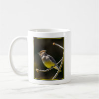 Cedar Waxwing Songbird Original Wild Bird Photo
