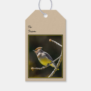 Cedar Waxwing Songbird Original Wild Bird Photo Gift Tags
