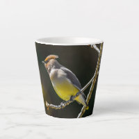 Cedar Waxwing Songbird Original Wild Bird Photo