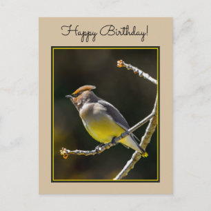 Cedar Waxwing Songbird Original Wild Bird Photo Postcard