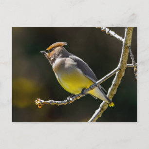 Cedar Waxwing Songbird Original Wild Bird Photo Postcard