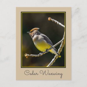 Cedar Waxwing Songbird Original Wild Bird Photo Postcard