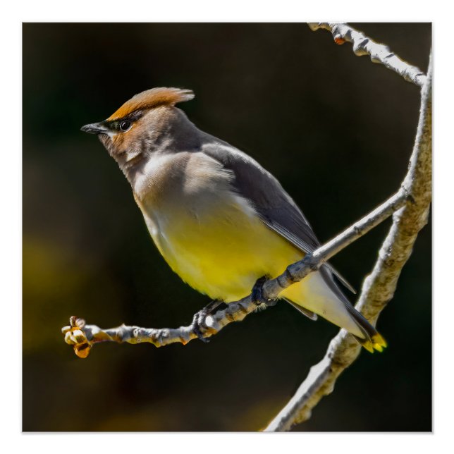 Cedar Waxwing Songbird Original Wild Bird Photo Poster (Front)