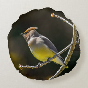Cedar Waxwing Songbird Original Wild Bird Photo Round Pillow